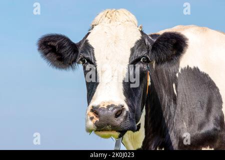 Grande tête de vache, noire et blanche, aspect amical, portrait d'un bovin mature et calme Banque D'Images