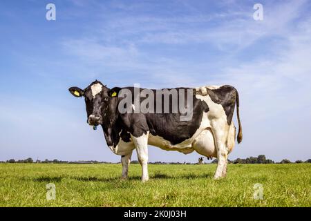 Vache pleine broutage laiterie blanc noir debout dans un champ, grand pis entièrement en foyer, ciel bleu, herbe verte Banque D'Images