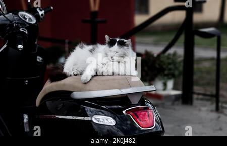 joli chat moelleux dormant sur un scooter. chat sur vélo Banque D'Images