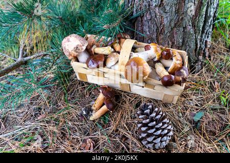 Cueillette de champignons dans un panier Banque D'Images