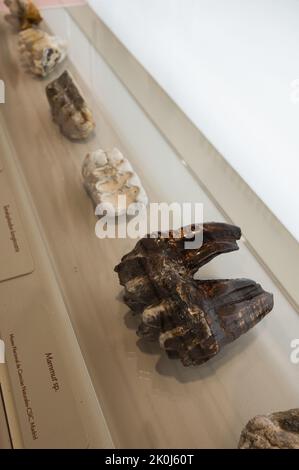 Assortiment de pièces dentaires pour mammouth. Exposition 'Mamut' au CaixaForum sur les mammouths, les géants de l'âge de glace, Saragosse, Espagne. Banque D'Images