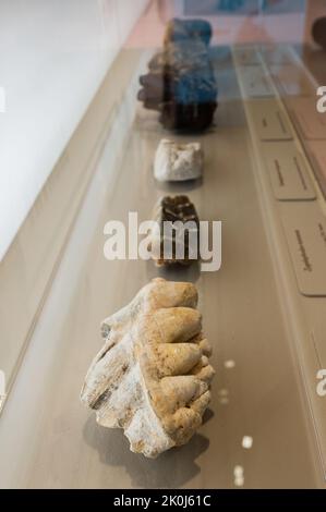 Assortiment de pièces dentaires pour mammouth. Exposition 'Mamut' au CaixaForum sur les mammouths, les géants de l'âge de glace, Saragosse, Espagne. Banque D'Images