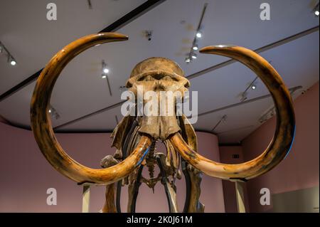 Mammouth laineux (Mammuthus primigenius). Rivière Irtysh, région de Tyumen, Sibérie occidentale (il y a 50,000 à 40,000 ans) exposition 'Mamut' à CaixaForum Za Banque D'Images