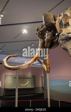 Mammouth laineux (Mammuthus primigenius). Rivière Irtysh, région de Tyumen, Sibérie occidentale (il y a 50,000 à 40,000 ans) exposition 'Mamut' à CaixaForum Za Banque D'Images