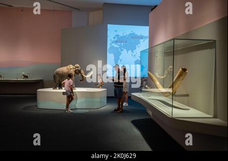 Exposition 'Mamut' au CaixaForum sur les mammouths, les géants de l'âge de glace, Saragosse, Espagne. Banque D'Images