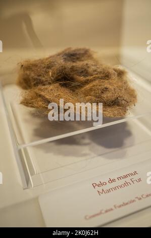 Exposition 'Mamut' au CaixaForum sur les mammouths, les géants de l'âge de glace, Saragosse, Espagne. Banque D'Images