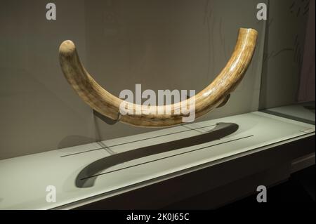 Mammouth femelle tusk. Exposition 'Mamut' au CaixaForum sur les mammouths, les géants de l'âge de glace, Saragosse, Espagne. Banque D'Images