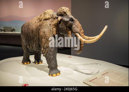 Exposition 'Mamut' au CaixaForum sur les mammouths, les géants de l'âge de glace, Saragosse, Espagne. Banque D'Images