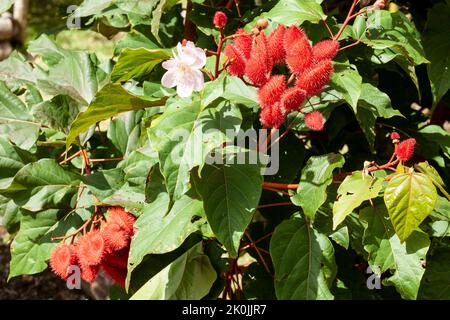 Bixa Orellana - Annatto Bush chargé et prêt pour la récolte Banque D'Images