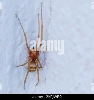 Steatoda grossa, fausse araignée veuve noire Banque D'Images