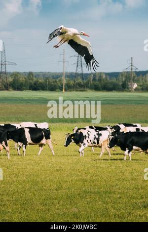 Adulte European White Stork - Ciconia Ciconia décollage de Agricultural Field Meadow. Stork Fly au-dessus de Herd de vaches. Biélorussie, nature biélorusse. Banque D'Images