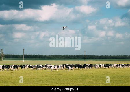 Stork Fly au-dessus de Herd de vaches. Adulte European White Stork - Ciconia Ciconia décollage de Agricultural Field Meadow. Biélorussie, nature biélorusse. Banque D'Images