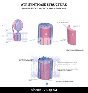 Structure de la synthase ATP. Chemin protonique à travers la membrane mitochondriale interne. Illustration de Vecteur