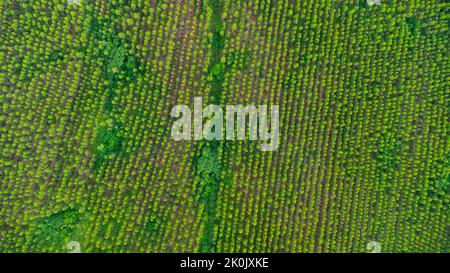 Vue aérienne de la plantation d'eucalyptus en Thaïlande. Capture aérienne avec drone. Banque D'Images