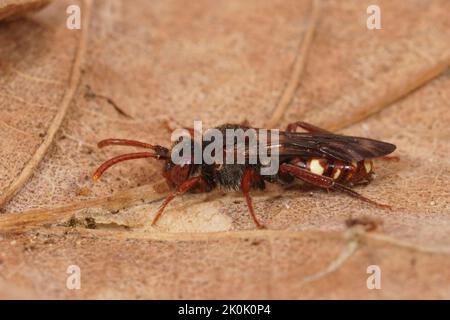 Gros plan sur une petite abeille nomade rouge colorée, Nomada alboguttata, assise sur une feuille séchée Banque D'Images