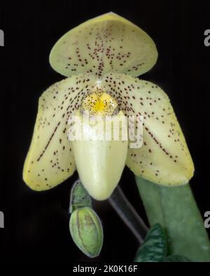 Vue rapprochée de la fleur jaune fraîche et du bourgeon de la dame Slipper orchidée espèce paphiopedilum concolor isolé sur fond noir Banque D'Images