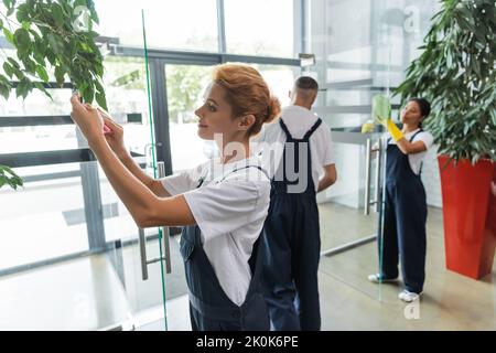 femme souriante essuyant des feuilles de plante verte près de collègues interraciaux laver la salle de bureau, image de stock Banque D'Images