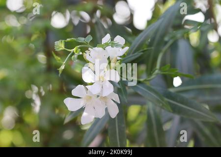 Gros plan de fleurs d'Oleander blanc en fleur gros plan , Pali Rajasthan , Inde Banque D'Images