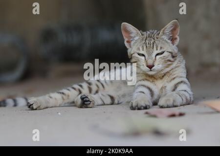 Une photo de bébé de chat adorable tabby assis à l'extérieur de la nature et regardant la caméra, Pali Rajasthan , Inde Banque D'Images