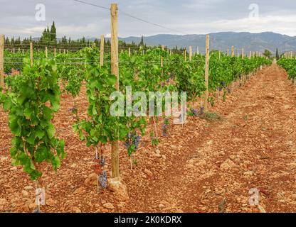Des rangées de vignes vertes avec des raisins mûrs qui poussent sur le vignoble par temps nuageux en campagne Banque D'Images
