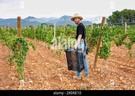 homme dans un chapeau portant une boîte vide en se tenant sur le vignoble pendant la récolte Banque D'Images