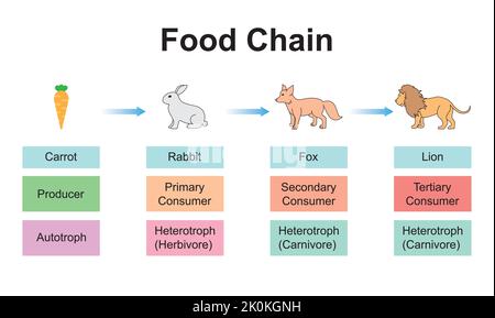 Conception scientifique de la chaîne alimentaire. La relation la plus importante dans Ecosystème. Symboles colorés. Illustration vectorielle. Illustration de Vecteur