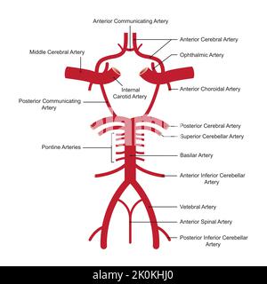 Conception scientifique de Willis Circle structure. L'anastomose circulatoire qui fournit du sang au cerveau. Symboles colorés. Illustration vectorielle. Illustration de Vecteur
