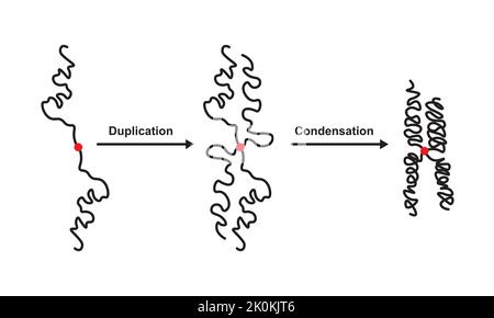 Conception scientifique de la duplication et de la condensation du filament d'ADN pendant la division cellulaire. Symboles colorés. Illustration vectorielle. Illustration de Vecteur