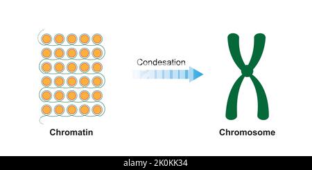 Conception scientifique de la condensation du filament d'ADN pendant la division cellulaire. Symboles colorés. Illustration vectorielle. Illustration de Vecteur