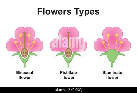 Conception scientifique de types de fleurs. Les différences de fertilisation des plantes. Symboles colorés. Illustration vectorielle. Illustration de Vecteur