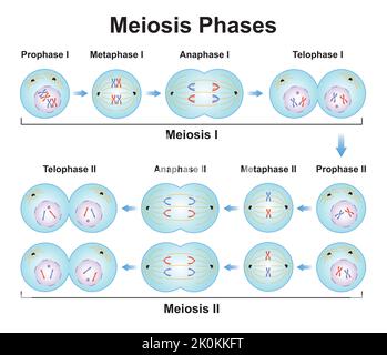 Conception scientifique des phases de méiose. Processus de division des cellules germinales. Symboles colorés. Illustration vectorielle. Illustration de Vecteur