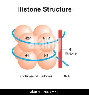 Conception scientifique de la structure de l'histone. Symboles colorés. Illustration vectorielle. Illustration de Vecteur