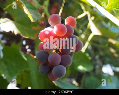 Jeunes raisins dans le vignoble Banque D'Images