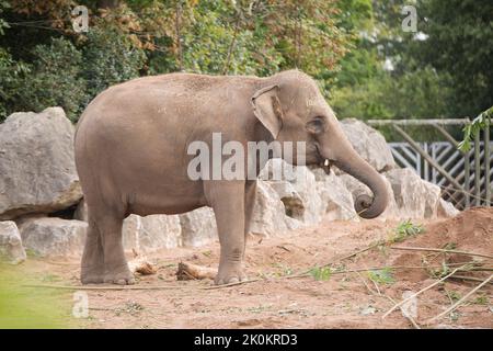 Éléphant dans le zoo debout et le tronc en mouvement. Banque D'Images