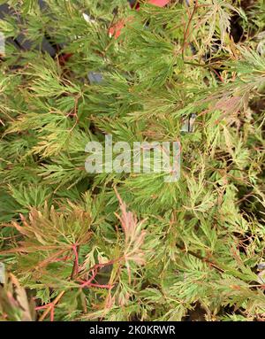 Gros plan de l'acer palmatum seiryu vu dans le jardin à la fin de l'été. Banque D'Images
