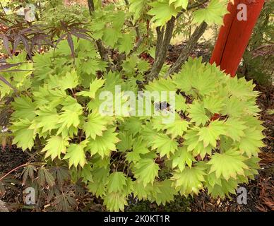 Gros plan de l'Acer shirasawanum 'Aureum' ou Golden Full Moon Maple vu à l'extérieur dans le jardin au Royaume-Uni à la fin de l'été. Banque D'Images