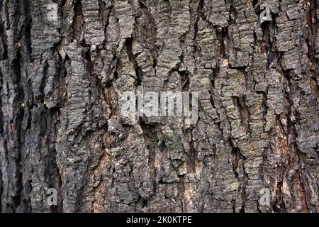 Motif d'arrière-plan de texture d'arbre en bois ancien. Écorce d'arbre. Banque D'Images