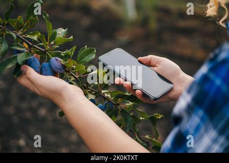 Vue rapprochée d'un téléphone avec un écran vierge tenu par les mains d'une femme travaillant dans le verger pour collecter des données de récolte à l'aide de technologies intelligentes Banque D'Images