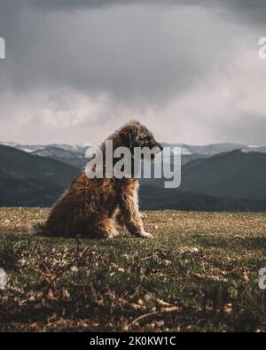 Une photo verticale d'un Bouvier des Flandres par jour nuageux Banque D'Images