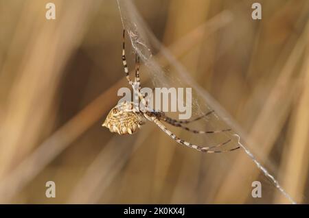 Argiope lobé, araignée lobata Argiope en toile, femelle et mâle. Espagne. Banque D'Images