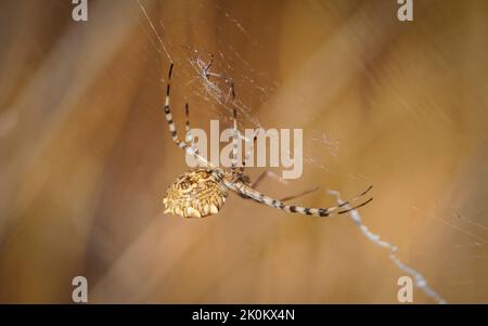 Argiope lobé, araignée lobata Argiope en toile, femelle et mâle. Espagne. Banque D'Images