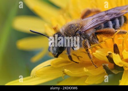 Gros plan sur une femelle poilue de l'abeille minière bandée rarement rencontrée, Andrena gravida , assise dans une fleur de pissenlit jaune Banque D'Images