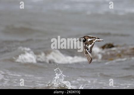 Ruddy Turnstone (Arenaria interprés) volant Northumberland UK GB août 2022 Banque D'Images