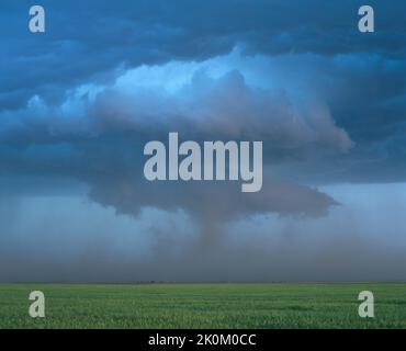 Un nuage mural est suspendu sous un orage de supercellules au-dessus des terres agricoles du Colorado, aux États-Unis. La couleur bleu-vert est due aux pierres de grêle contenues dans la tempête Banque D'Images