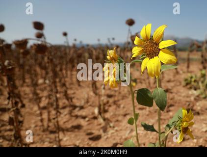 12 septembre 2022, Espagne, Búger: Un champ de tournesols à moitié séchés dans un champ pendant une vague de chaleur et un avertissement d'urgence jaune pour des températures élevées après un été de records. Photo: Clara Margais/dpa Banque D'Images