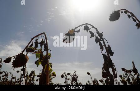 12 septembre 2022, Espagne, Búger: Un champ de tournesols à moitié séchés dans un champ pendant une vague de chaleur et un avertissement d'urgence jaune pour des températures élevées après un été de records. Photo: Clara Margais/dpa Banque D'Images