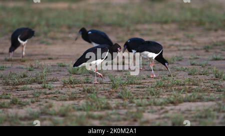 Abdims Stork (Ciconia abdimii) Parc transfrontalier de Kgalagadi, Afrique du Sud Banque D'Images