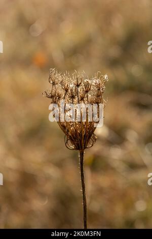 Graines de dentelle de la reine Anne (Daucus). Nid d'oiseau ou dentelle de Bishop en automne. Banque D'Images