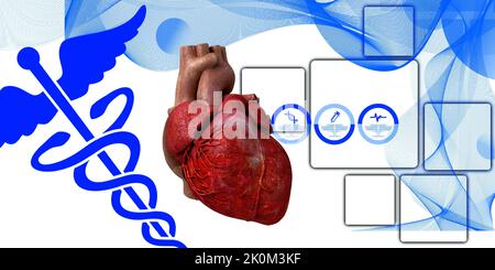 3D illustration Anatomie du cœur humain Banque D'Images