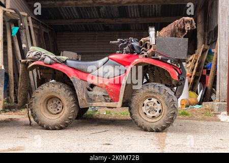 Un chien de travail sur un quad dans une ferme Dorset Banque D'Images